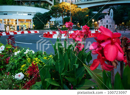 Flower bed of canna plants red  flowering (rank genus)   in Monaco 100723097