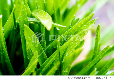 綠葉 綠葉 100723106