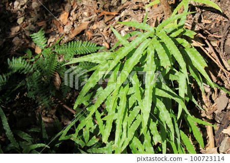 Oobano-no-moto-sou/生長在斜坡上的葉子 Oobano-no-moto-sou/生長在斜坡上的葉子 100723114