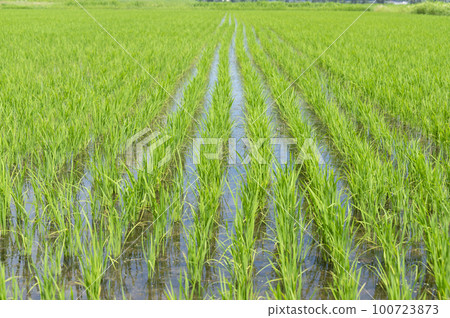 稻田裡的水稻 稻田裡的水稻 100723873