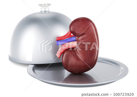 Restaurant cloche with human kidney, 3D rendering 100723920