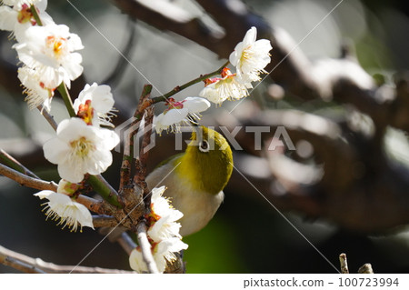 The plum blossoms in the garden are in full bloom, and the white-eye sucks the nectar. 100723994