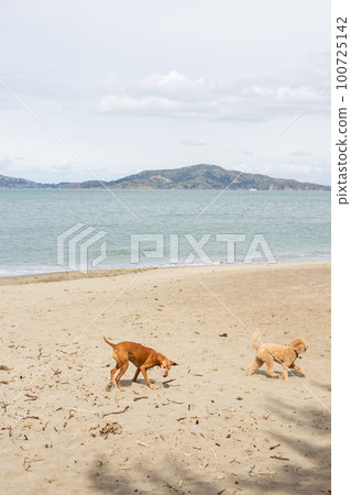 Dogs playing on the beach in San Francisco 100725142