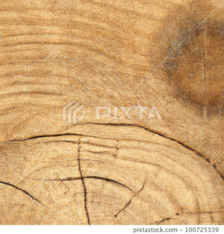 texture cut of old wood transverse texture cut of old wood transverse 100725339