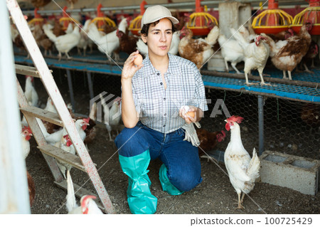 Smiling adult latin woman in plaid shirt and cap collecting eggs in chicken farm Smiling adult latin woman in plaid shirt and cap collecting eggs in chicken farm 100725429