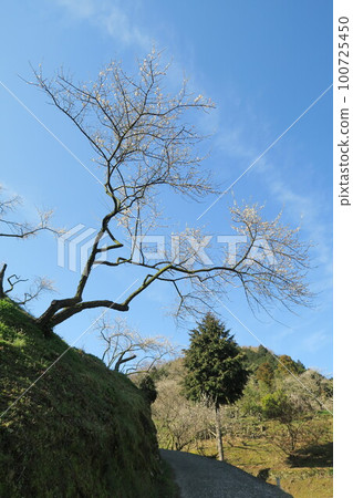 金沼寺拜林 金沼寺拜林 100725450