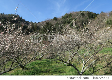 金沼寺拜林 金沼寺拜林 100725485
