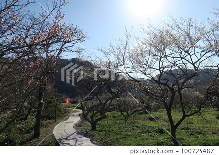 金沼寺拜林 金沼寺拜林 100725487