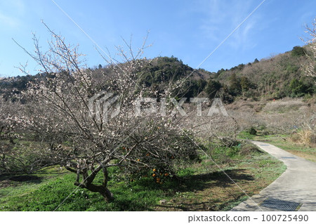 Kinkuma-ji Bairin 100725490
