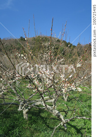 Kinkuma-ji Bairin 100725495
