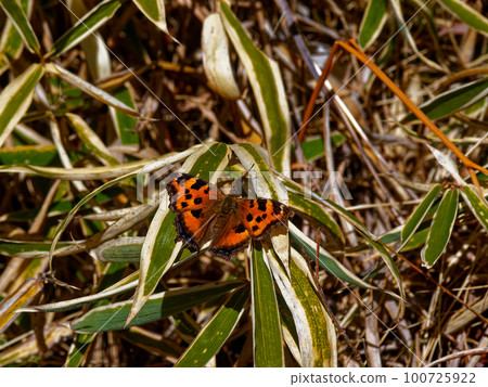 Early spring butterfly Nymphalidae Kitateha 100725922