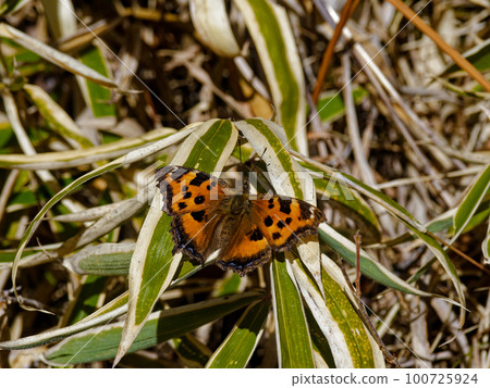 Early spring butterfly Nymphalidae Kitateha Early spring butterfly Nymphalidae Kitateha 100725924