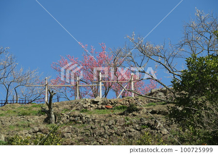 Kinkuma-ji Bairin 100725999