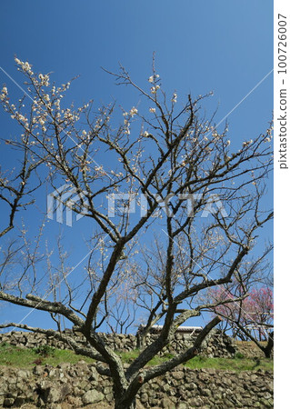 金沼寺拜林 金沼寺拜林 100726007