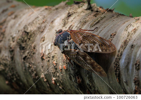 A brown cicada that is reminiscent of the summer sun and heat 100726063