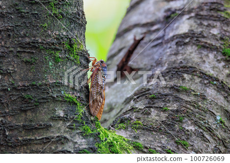 A brown cicada that is reminiscent of the summer sun and heat A brown cicada that is reminiscent of the summer sun and heat 100726069