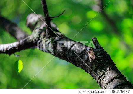 一種讓人聯想到夏日陽光和炎熱的棕色蟬 100726077
