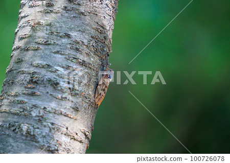 一種讓人聯想到夏日陽光和炎熱的棕色蟬 100726078