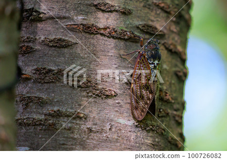 A brown cicada that is reminiscent of the summer sun and heat 100726082