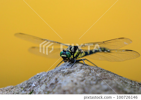 Oniyama, a dragonfly that patrols a certain area with Japan's largest dragonfly 100726146