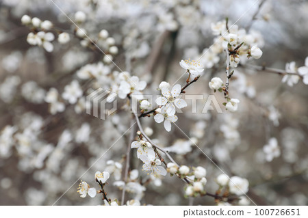 Closeup of blooming cherry plum branches. White myrobalan tree blossoms and buds. Floral blurred background, selective focus. Springtime in orchard. Beauty in nature, no people. Spring scene. 100726651