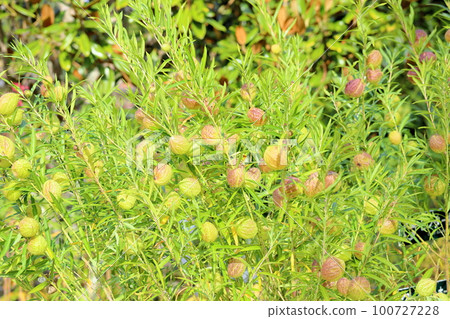 Fruit fruit fruit 100727228