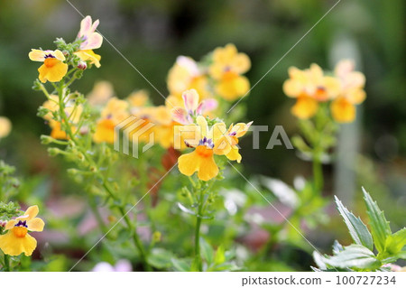 Nemesia flowers Nemesia flowers 100727234