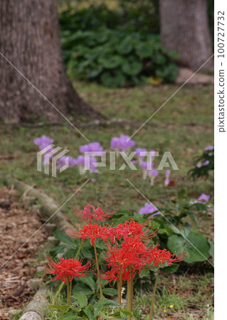 群集孤挺花 群集孤挺花 100727732