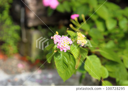 馬纓丹花 100728295