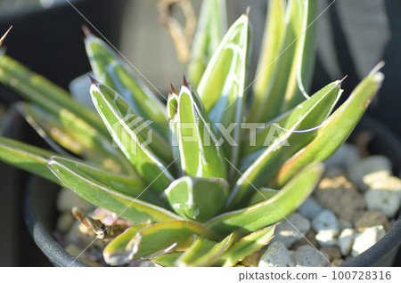 Bamboo snow 100728316