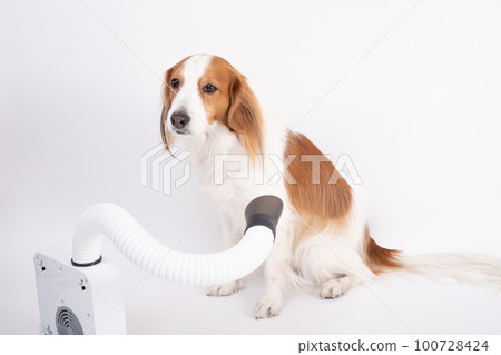 Kooikerhondje 用吹風機吹乾她的身體 Kooikerhondje 用吹風機吹乾她的身體 100728424