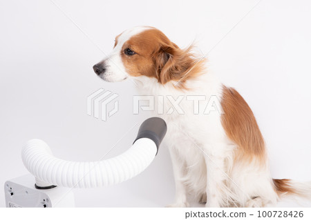 Kooikerhondje 用吹風機吹乾她的身體 100728426