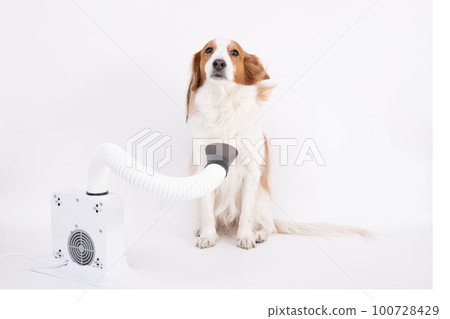 Kooikerhondje 用吹風機吹乾她的身體 100728429