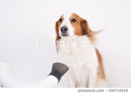 Kooikerhondje drying her body with a hair dryer Kooikerhondje drying her body with a hair dryer 100728430