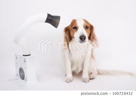 Kooikerhondje drying her body with a hair dryer Kooikerhondje drying her body with a hair dryer 100728432