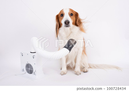 Kooikerhondje drying her body with a hair dryer Kooikerhondje drying her body with a hair dryer 100728434