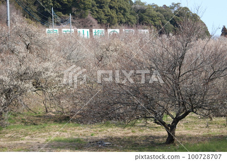 Guanyinsan Guanyinsan 100728707