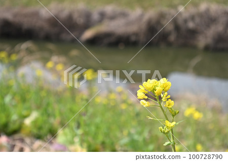 (春天的風景)埼玉縣青堀川久喜市的油菜花 (春天的風景)埼玉縣青堀川久喜市的油菜花 100728790