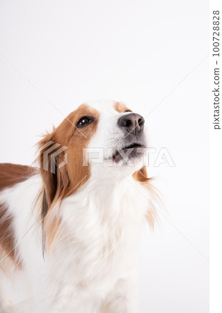 Kooikerhondje looking up and howling Kooikerhondje looking up and howling 100728828