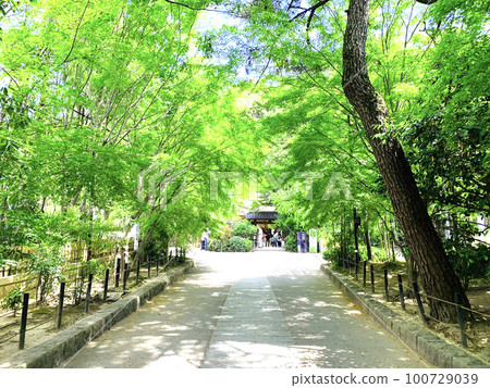 Discover Uji! A beautiful green road 100729039