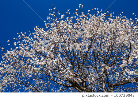 Kobushi in full bloom 100729042