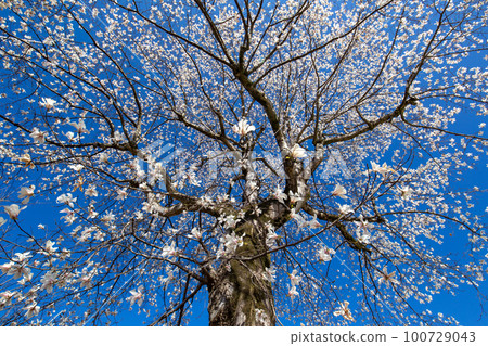 Powerful magnolia Powerful magnolia 100729043