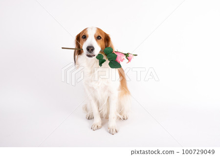 Kooikerhondje 拿著玫瑰看著鏡頭 Kooikerhondje 拿著玫瑰看著鏡頭 100729049