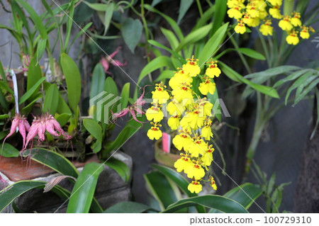 Orchid flower Oncidium Orchid flower Oncidium 100729310