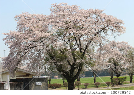 Goryo ranch Goryo ranch 100729542