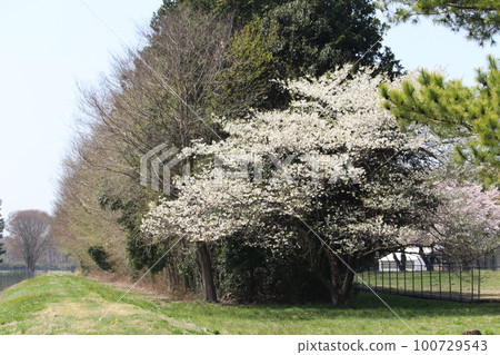 Goryo ranch Goryo ranch 100729543