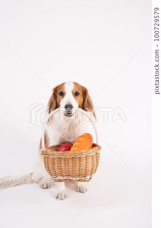 Kooikerhondje holding a basket of bread and apples Kooikerhondje holding a basket of bread and apples 100729579
