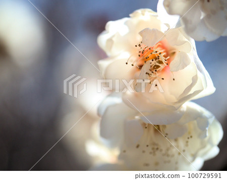 White plum blossoms blooming in February "White peony (Hakubotan)" White plum blossoms blooming in February "White peony (Hakubotan)" 100729591