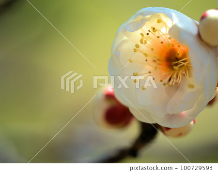 White plum blossoms blooming in February "White peony (Hakubotan)" White plum blossoms blooming in February "White peony (Hakubotan)" 100729593
