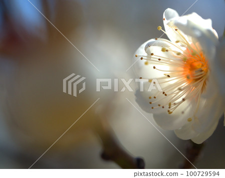 White plum blossoms blooming in February "White peony (Hakubotan)" White plum blossoms blooming in February "White peony (Hakubotan)" 100729594